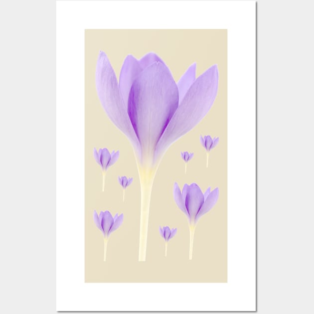 Crocus goulimyi   AGM  Autumn flowering crocus Wall Art by chrisburrows